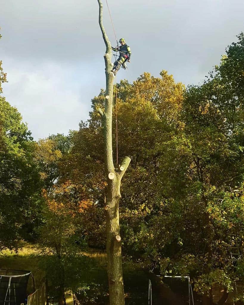 This is a photo of an operative from NS Tree Surgery Camberley felling a tree. He is at the top of the tree with climbing gear attached about to remove the top section of the tree.