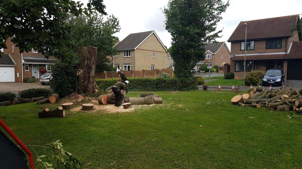 This is a photo of a tree that has been cut into sections on a communal area, and is now being removed from site. Works undertaken by NS Tree Surgery Camberley