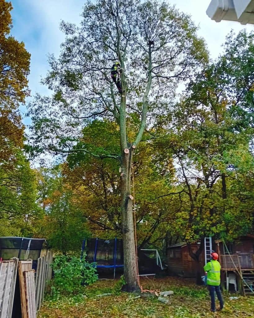 This is a photo of a tree being pruned, there is a man up the tree cutting a section of it down while another man is standing in the garden of the property where the tree is located overseeing the work. Works carried out by NS Tree Surgery Camberley