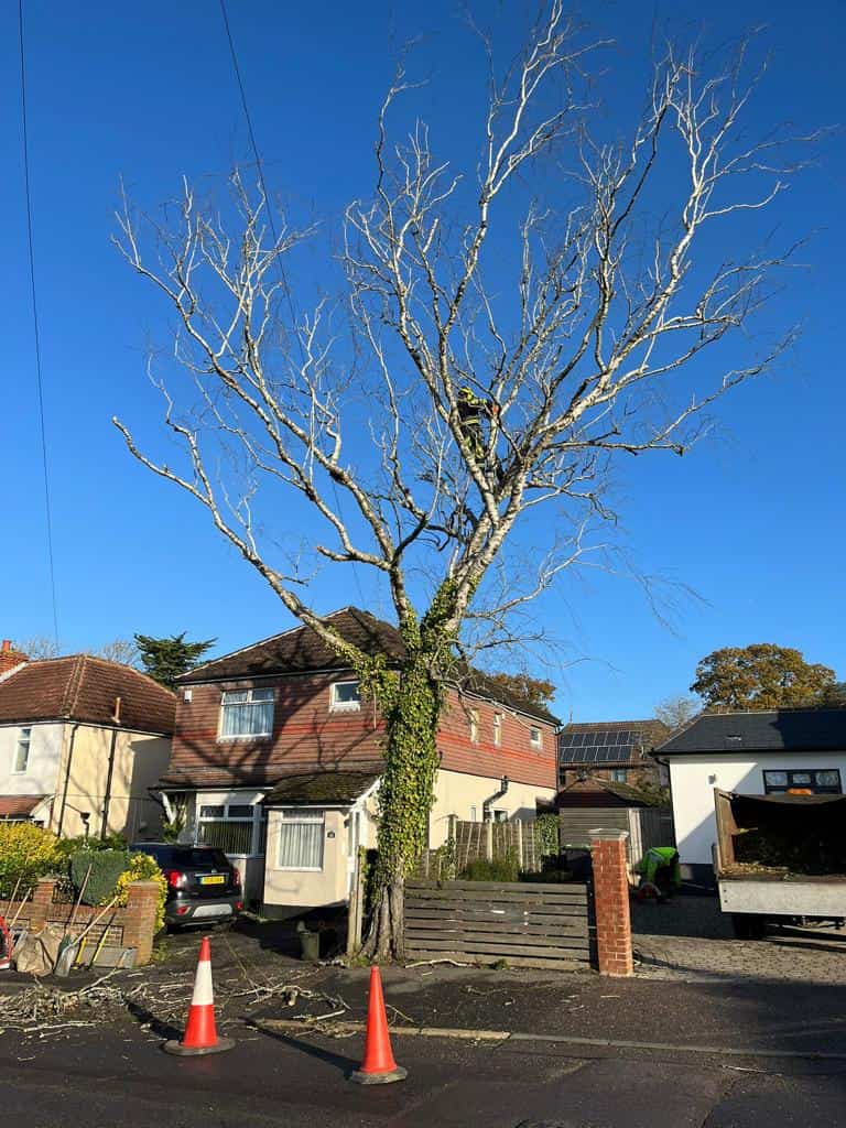 This is a photo of a tree on the pavement that is having limbs removed which are near to power lines. Works undertaken by NS Tree Surgery Camberley