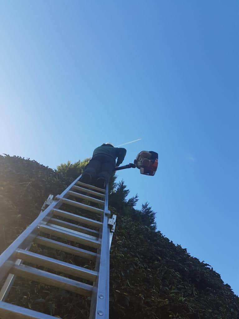 This is a photo of an operative from NS Tree Surgery Camberley up a ladder rested on a hedge with a petrol strimmer.